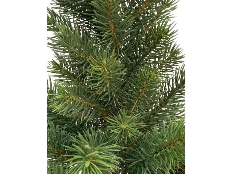 Botanic-Haus Weihnachtsbaum Tannenbaum im Topf, 41 cm