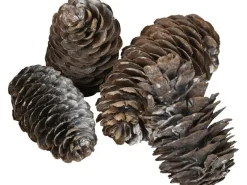 COCON Streudeko Kieferzapfen gross, Weiss, 100g